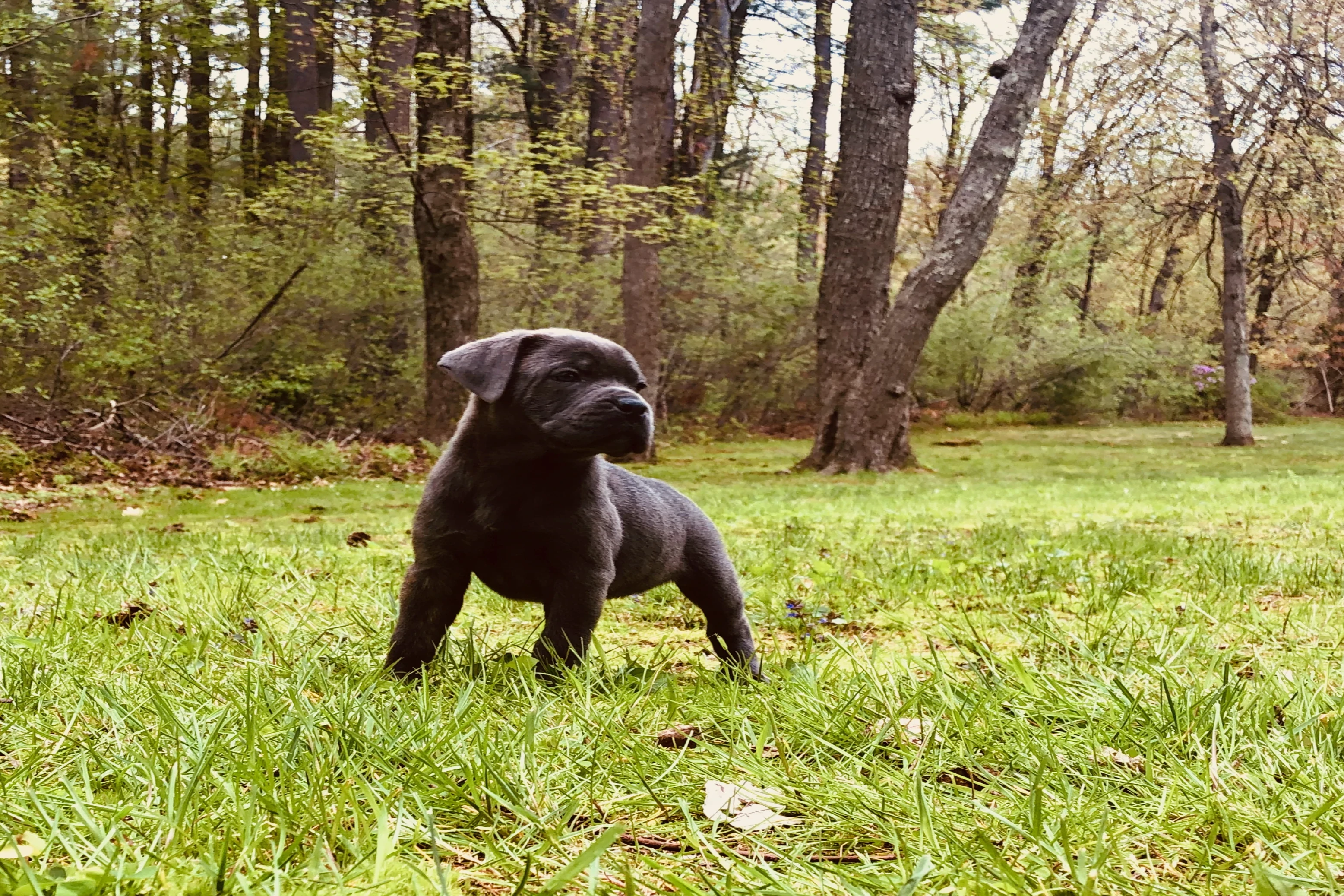 pet 1